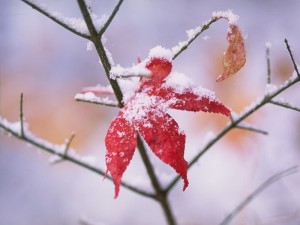 8 sản phẩm kem dưỡng da dành cho mùa đông